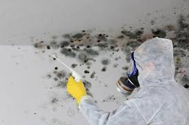 Best Mold Documentation for Insurance Claims  in , HI